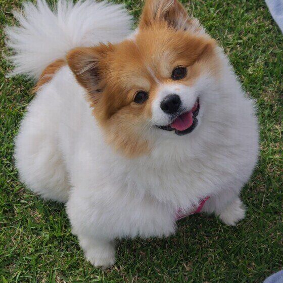 小型犬のららちゃん