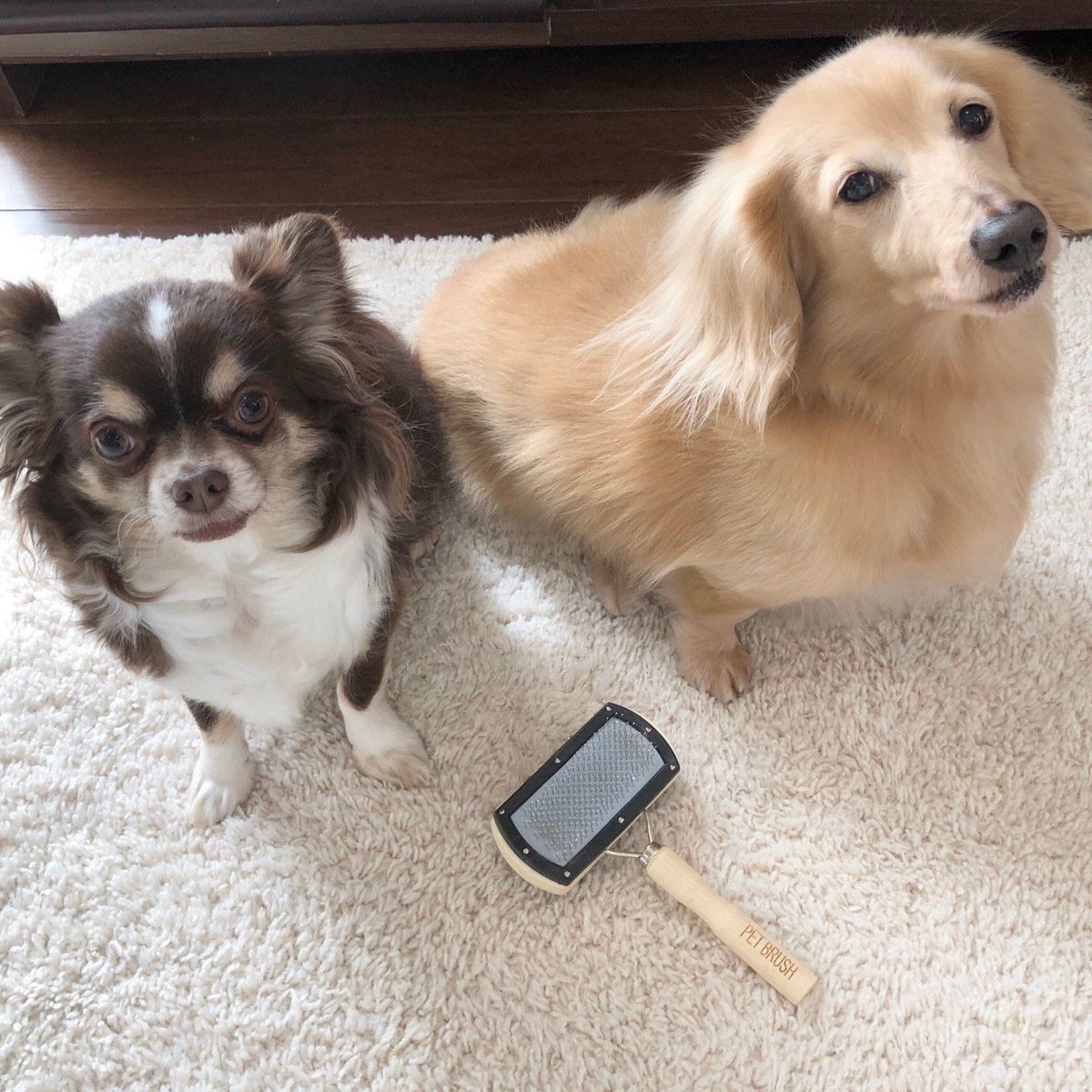 チワワとダックスフンド