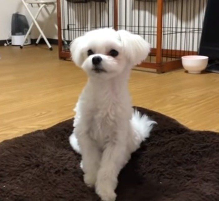 座る犬