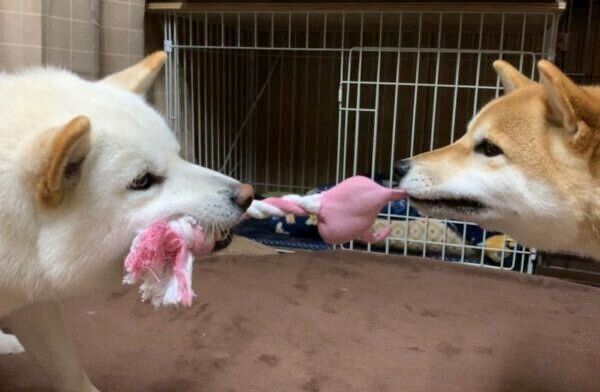 仲良く遊ぶQ太郎くんとみかんちゃん