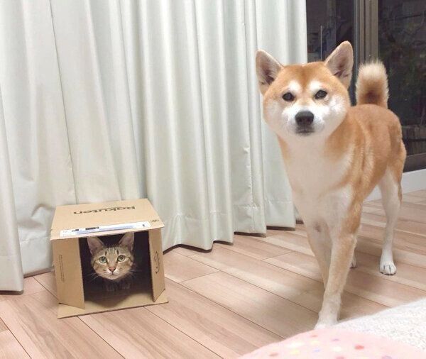 見つめるHaluくんとMugiくん