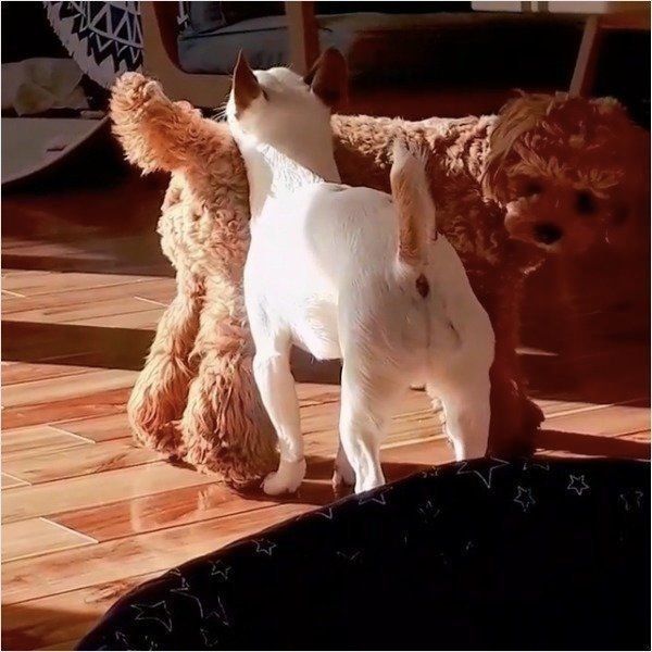 ロンくんとネロくん