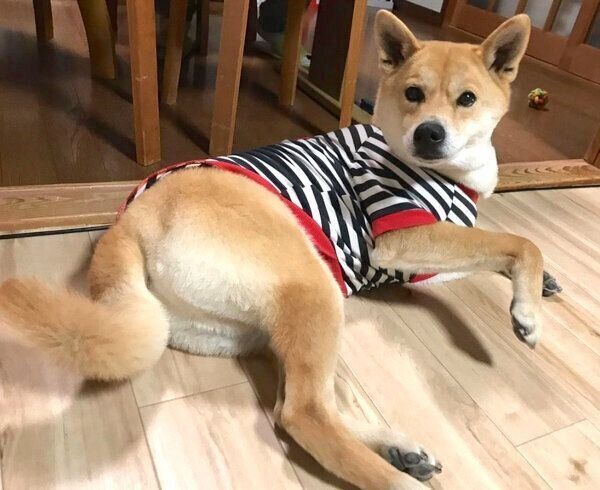 まったりする朔太郎くん