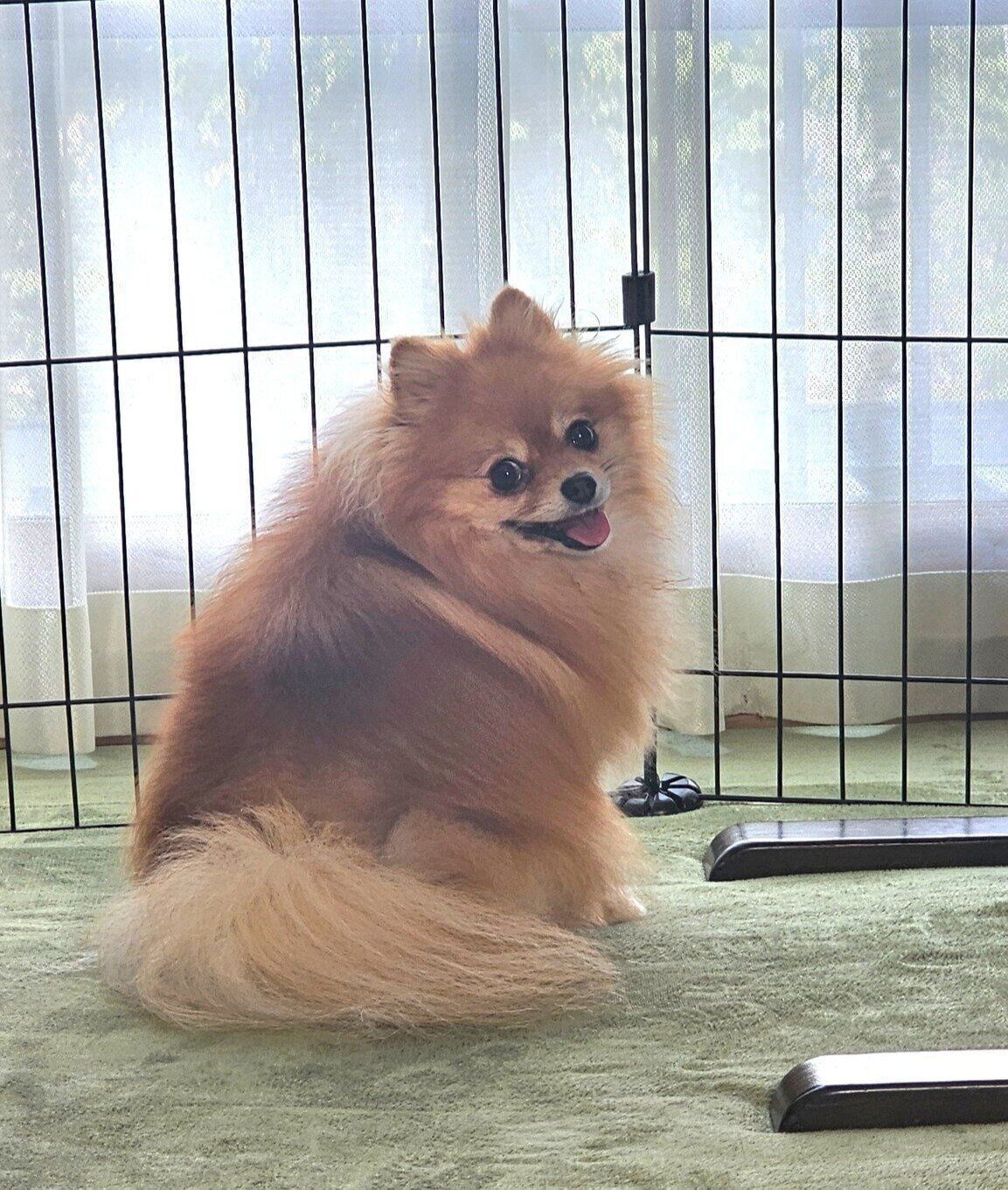 声をかけると笑顔で振り返るポメラニアン（5才3カ月）