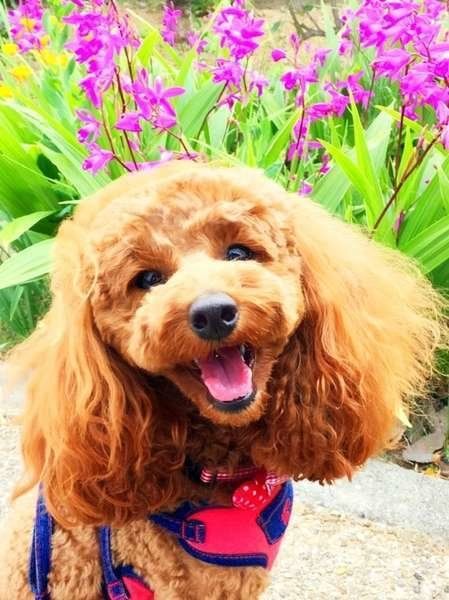 嬉しそう　楽しそう　笑顔　トイプー　スマイル