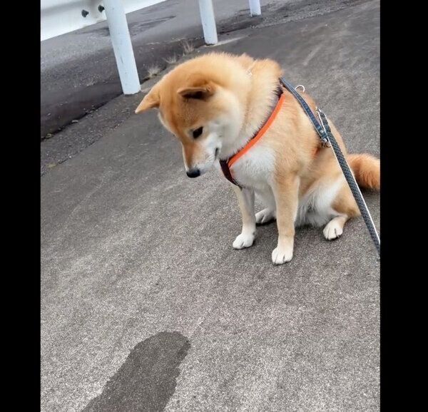 飲み残した水が坂道で流れるのを見て考え込む、ふう太くん