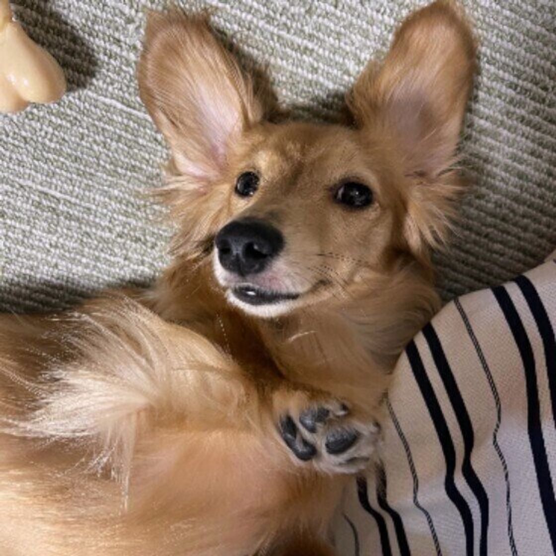 エスカレートすると本気で噛むようになる恐れも 甘噛み をしがちな犬の特徴を解説 いぬのきもちweb Magazine エスカレートすると本気で噛むようになる恐れも 甘噛み をしがちな犬の特徴を解説 いぬのきもちweb Magazine