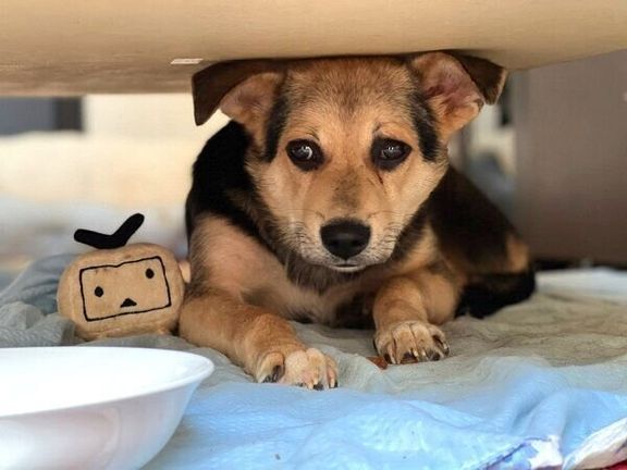 机の下に隠れるこのちゃん