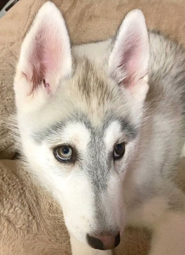 大人っぽい表情をするクレアちゃん