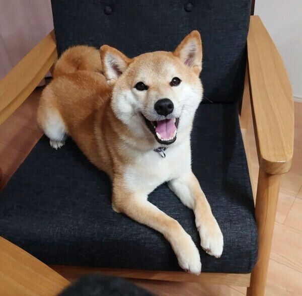 笑顔が可愛い豆蔵くん