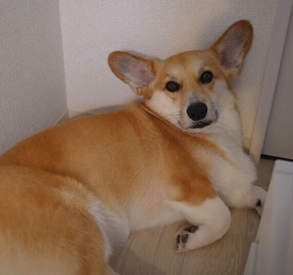 くつろいでいるコーギー