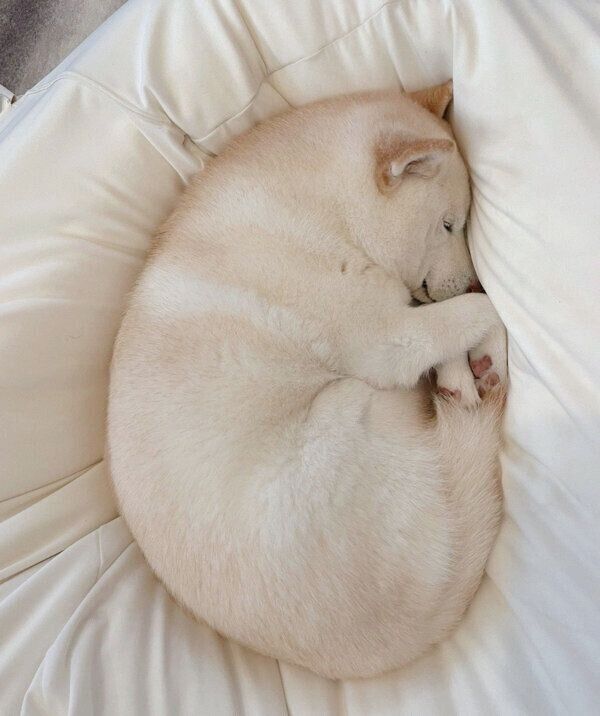 丸くなるゆきちゃん