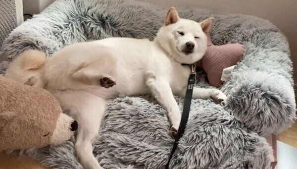 散歩拒否中のゆきみちゃん