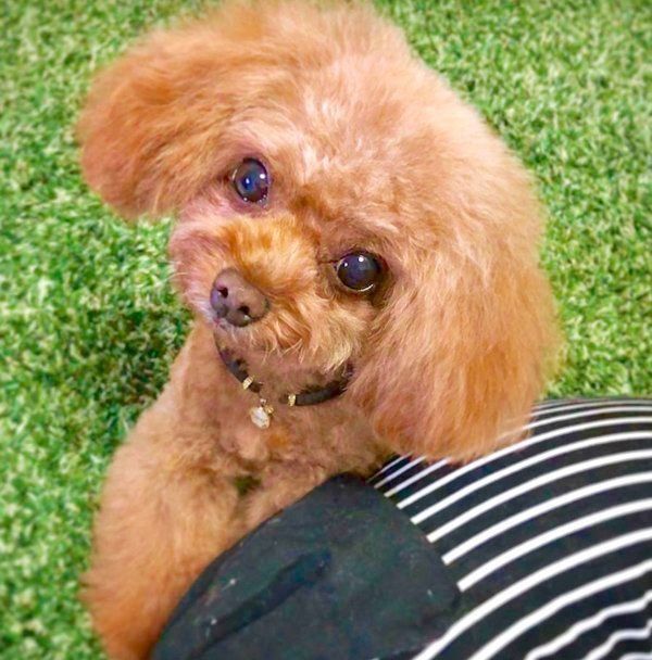 元繁殖犬・トイ・プードルのニコちゃん