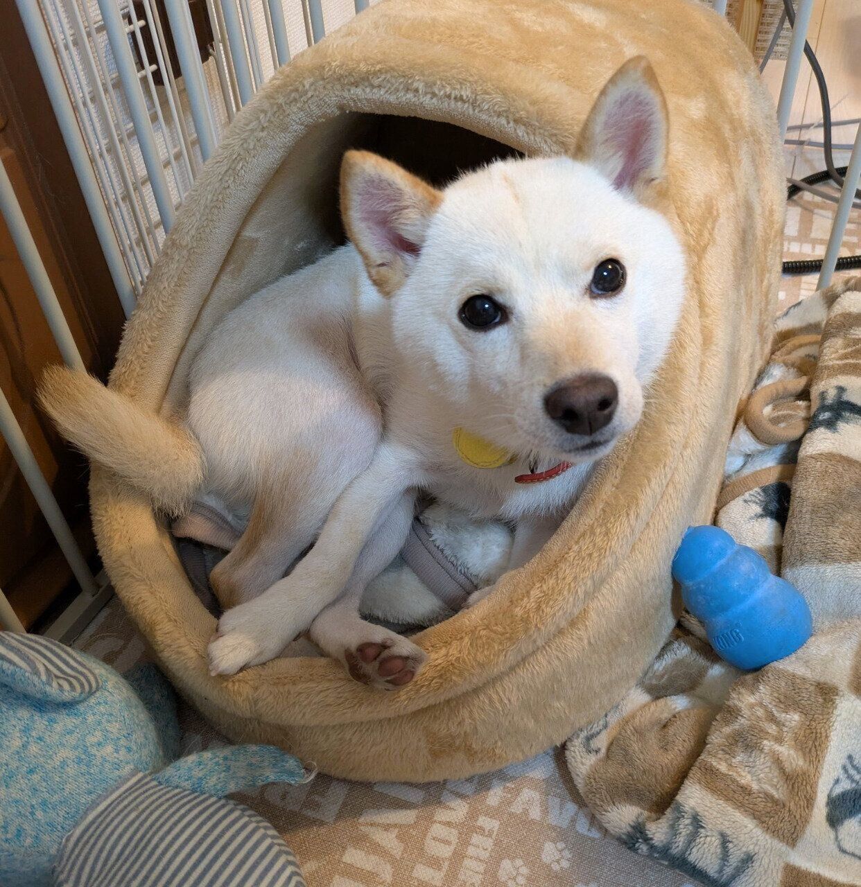 まったりするしろまめくん