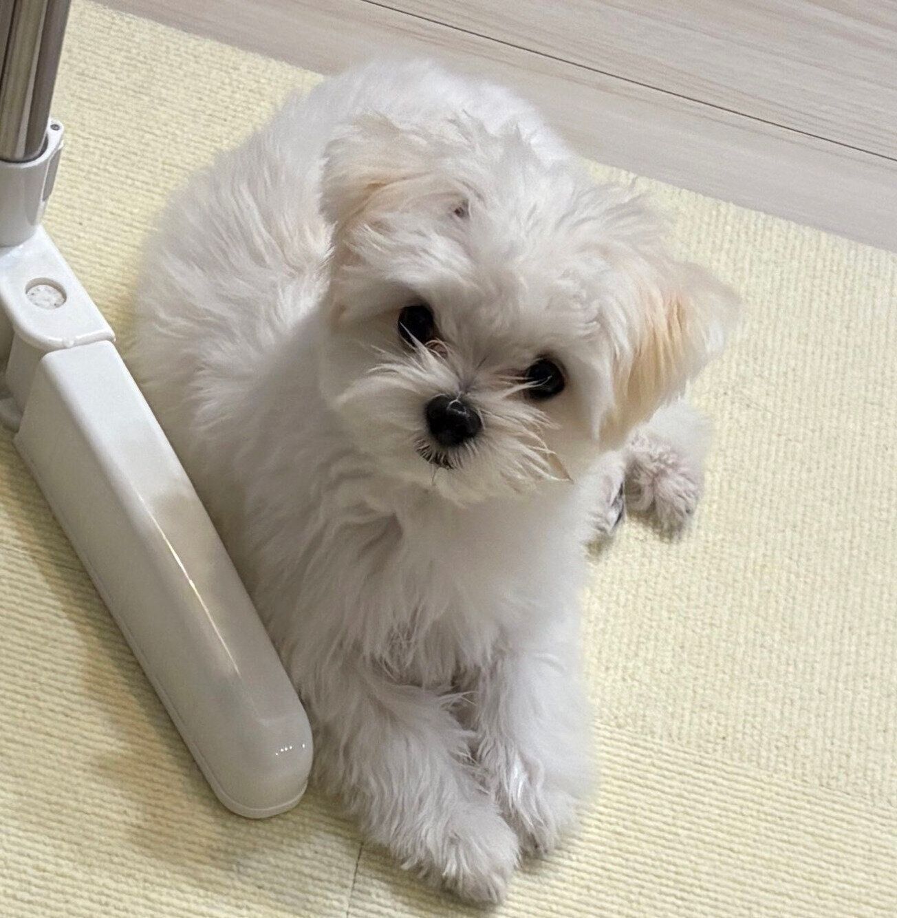 見つめるみみちゃん