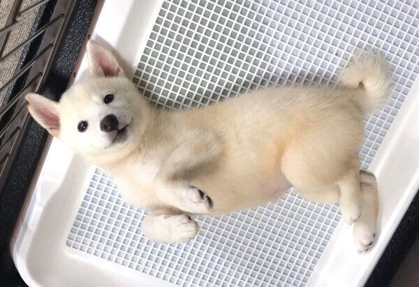 トイレで寝る雪海ちゃん