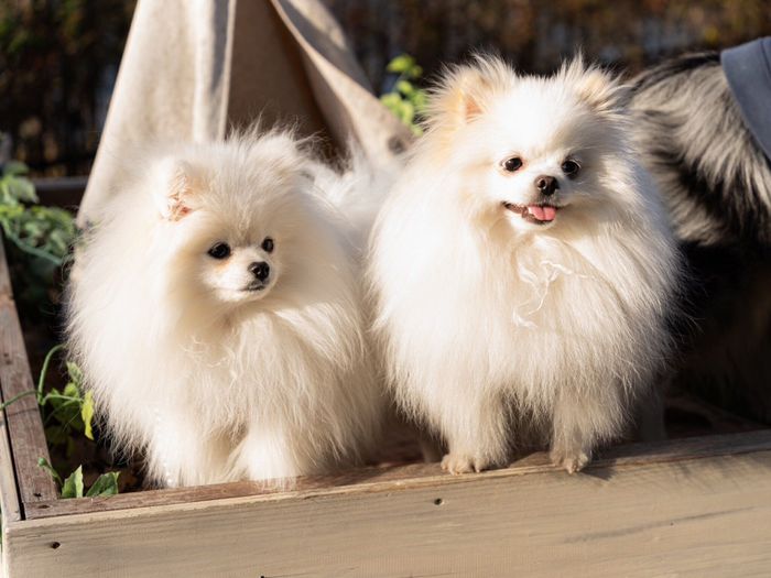 成長したあんにんくんと、兄犬・おこめくん