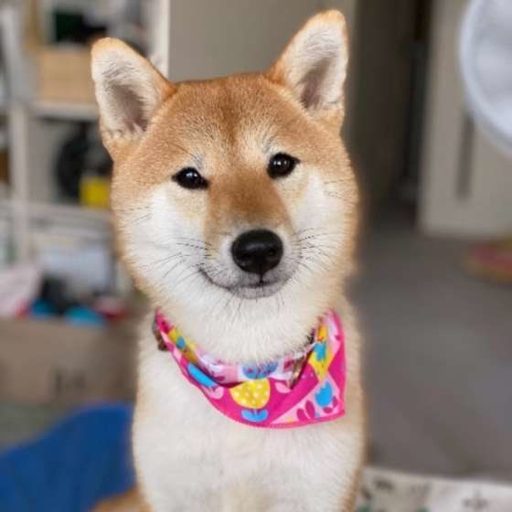 バンダナをつける柴犬