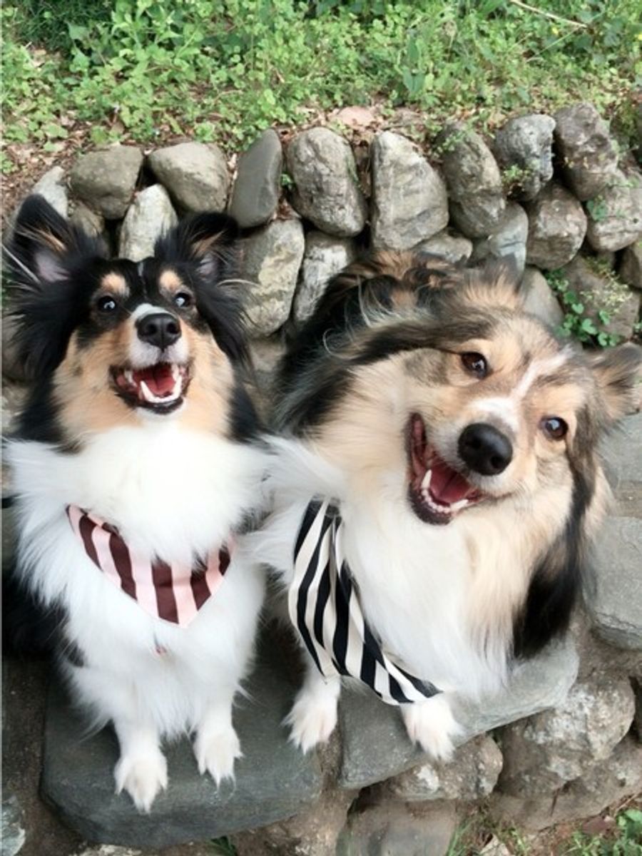 犬がにっこりと笑うのはなぜ 犬の笑顔に隠された3つの理由とは いぬのきもちweb Magazine 犬がにっこりと笑うのはなぜ 犬の笑顔に隠された3つの理由とは いぬのきもちweb Magazine