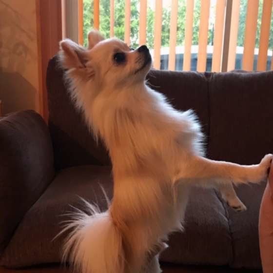 おやつをねだるＭｉｘ