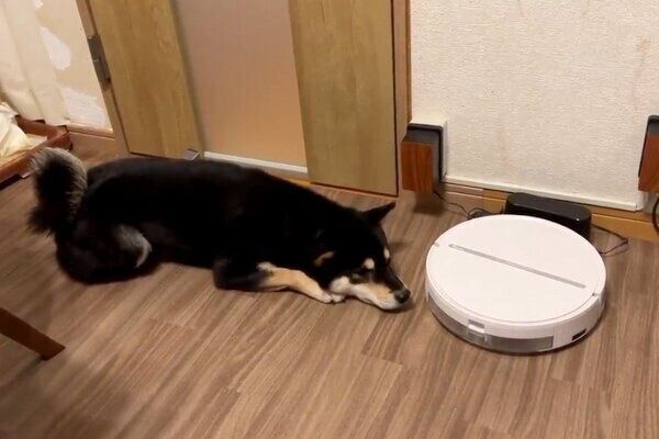 お掃除ロボットを見つめるすみくん