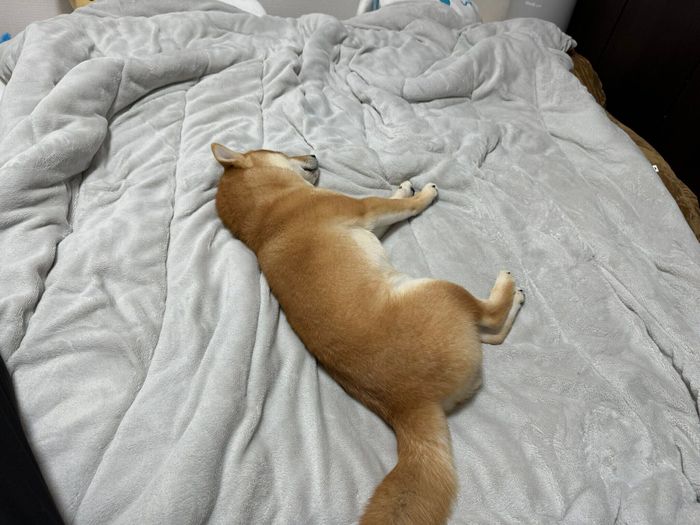 ベッドのど真ん中を占拠するわさびくん