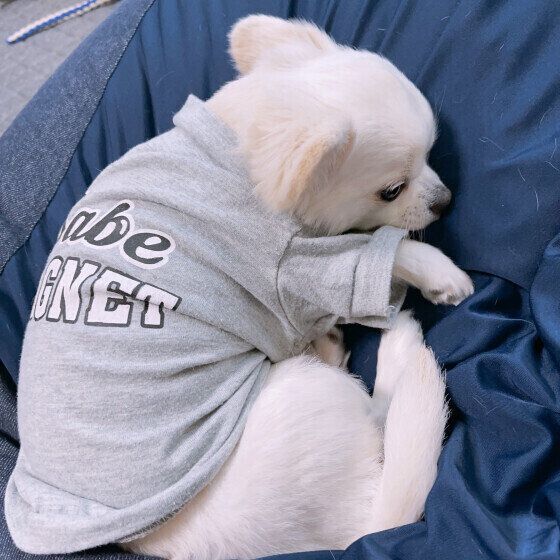 ぽんずくん（チワワ）