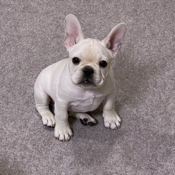 犬にとって水を飲むことが大切なワケ 寒い季節も犬の水分補給を忘れずに! いぬのきもち