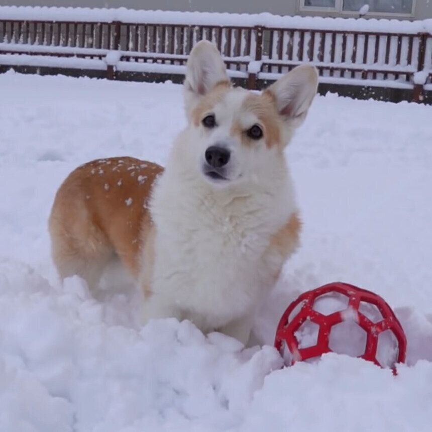 雪遊びを楽しむノエちゃん