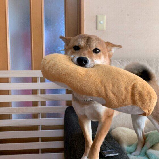 お出迎えする柴犬