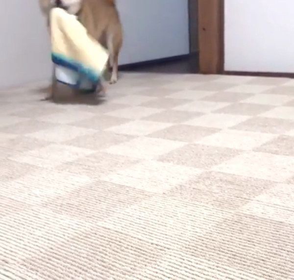 謎の行動をする柴犬