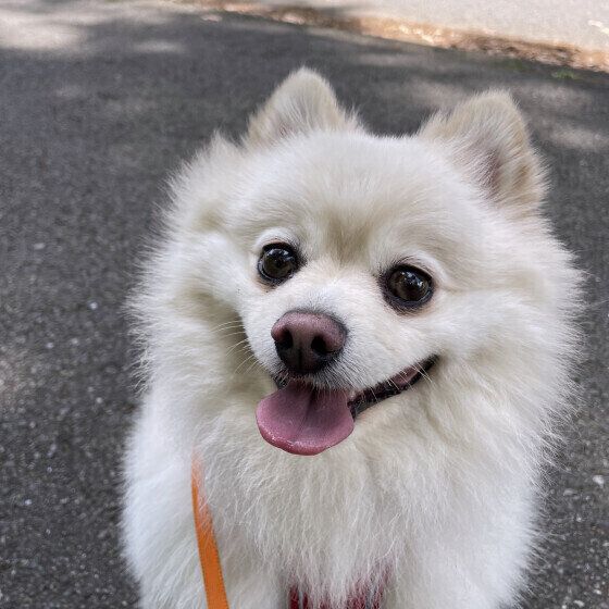 犬の僧帽弁閉鎖不全症とはどんな病気？ 症状と治療法について獣医師が解説 いぬのきもち