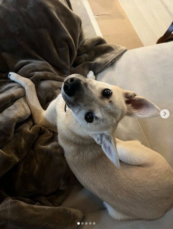 飼い主さんを起こそうとしている様子の犬（生後7カ月頃）