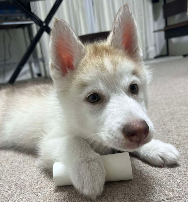 “マロ眉”だったころの雪風ちゃん