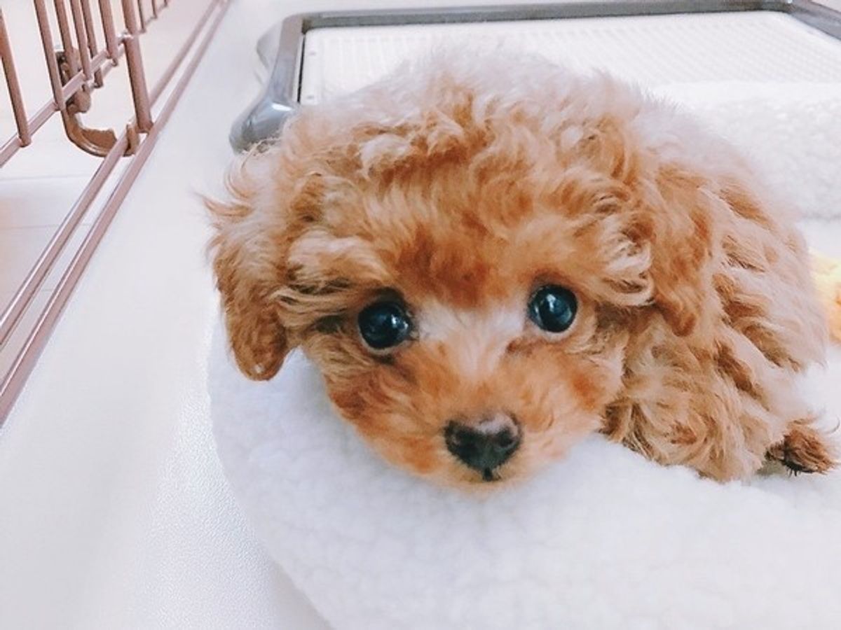 どう違うの 男子犬 女子犬のよくある傾向と体の違いを解説 いぬのきもちweb Magazine どう違うの 男子犬 女子犬のよくある傾向と体の違いを解説 いぬのきもちweb Magazine