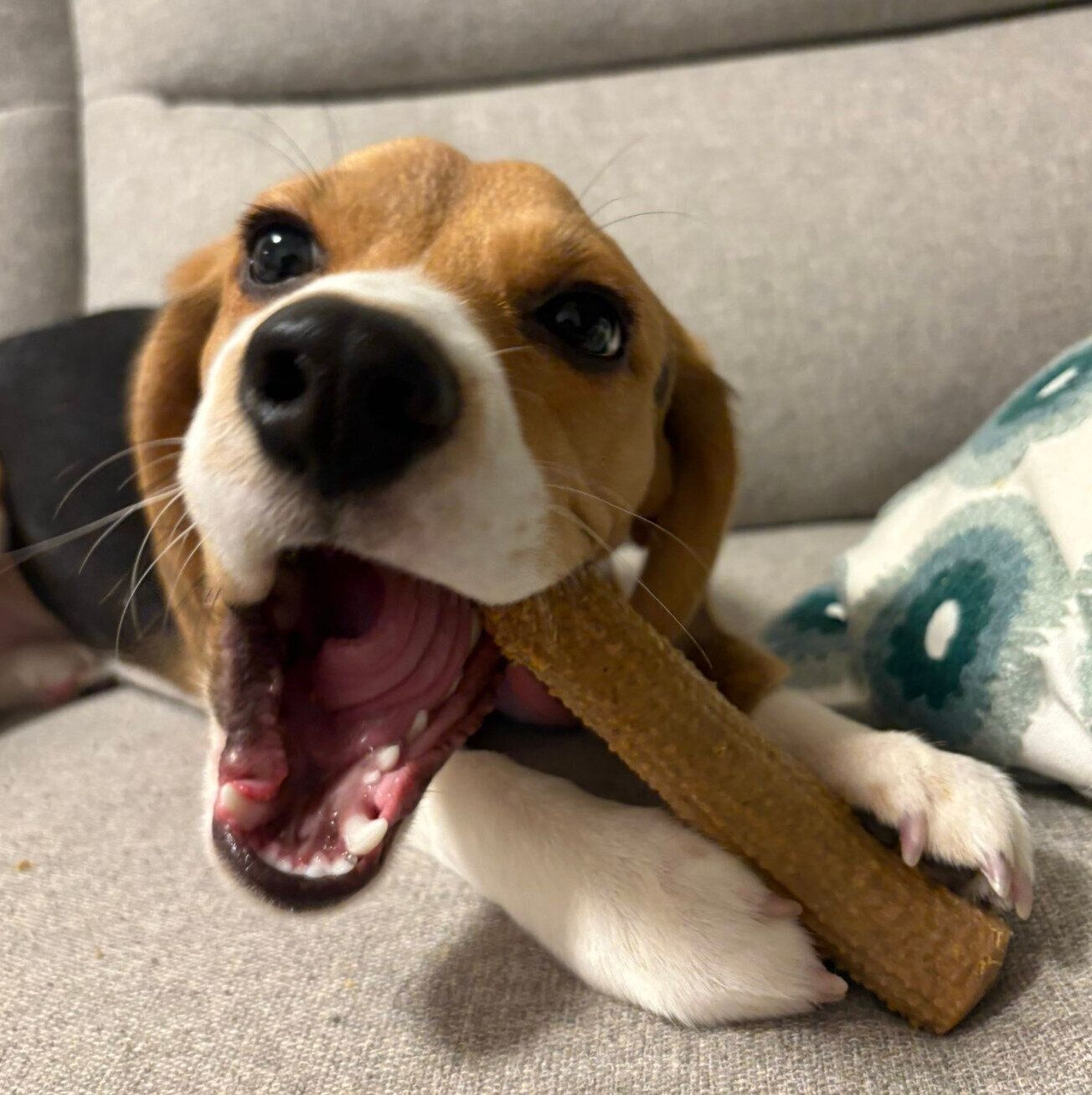 成長したぽぴいくん