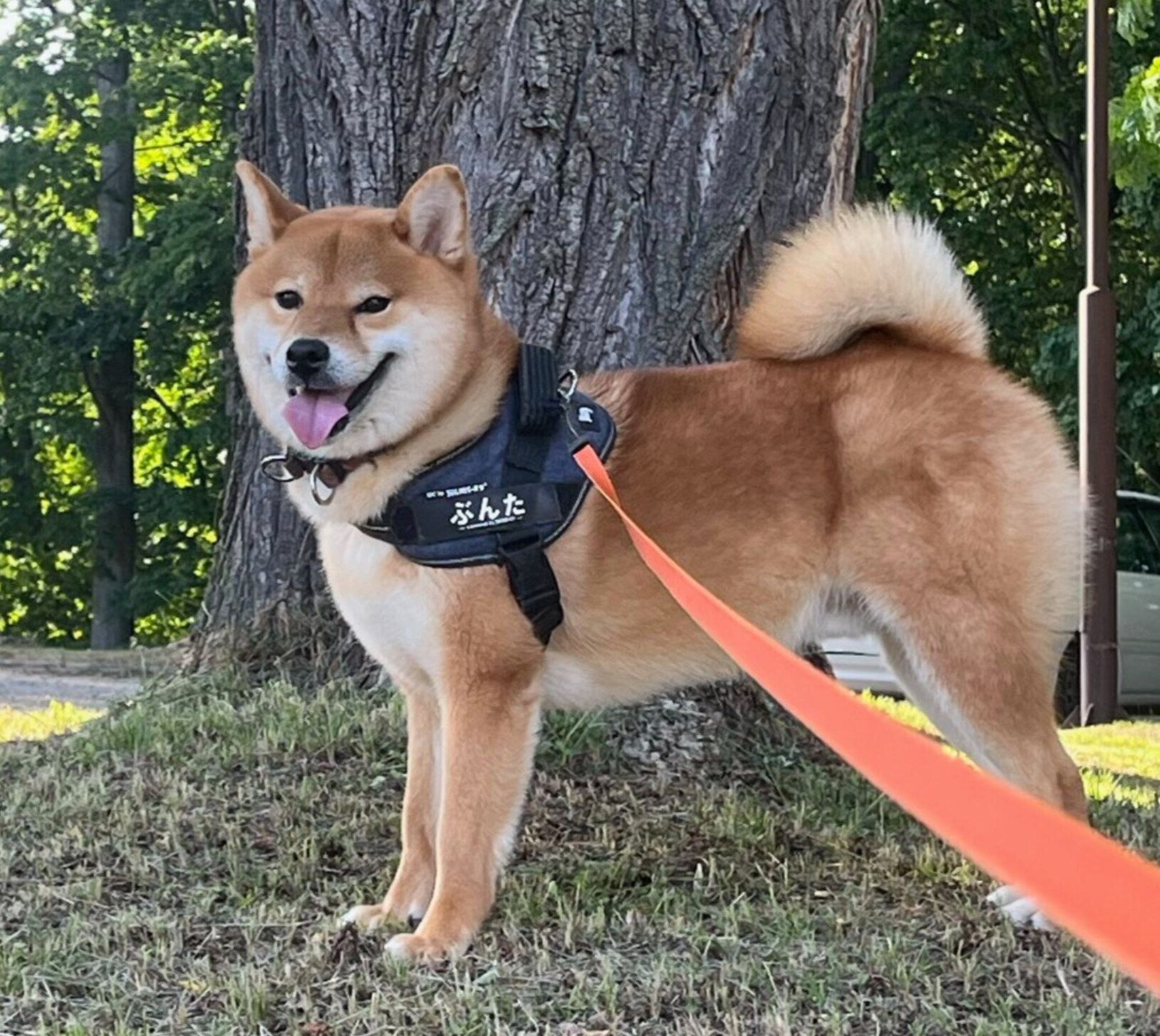 散歩を楽しむ文太くん