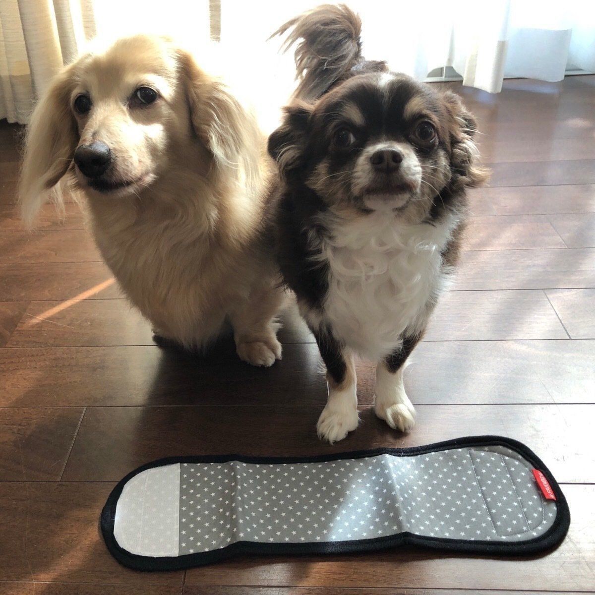 ダックスとチワワとマナーベルト