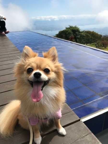 琵琶湖テラスで休憩中！MIXのハナちゃん