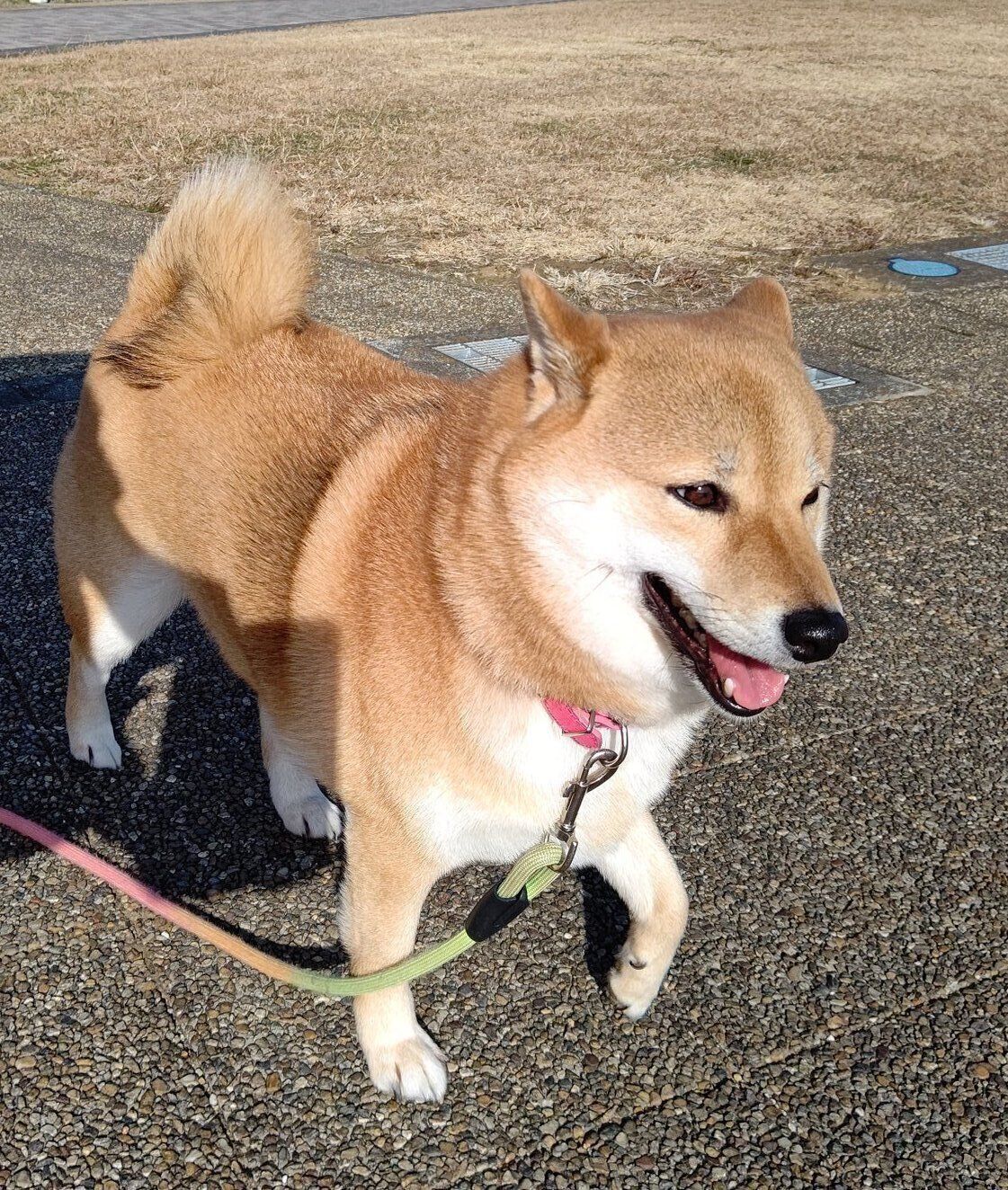 楽しそうなオルカちゃん