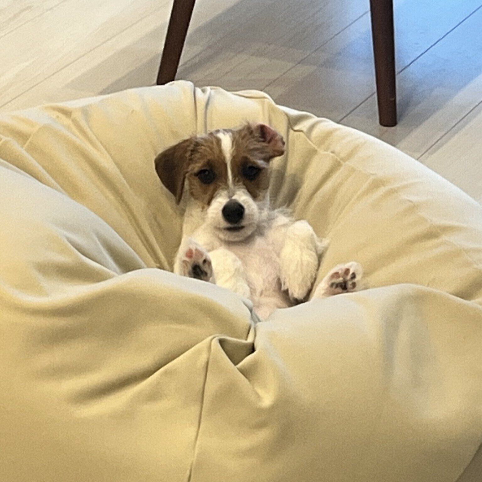 コメント欄には《この横着っぷりがたまらんです》《この横着感好きです クールなのか偉いのか》といった声も