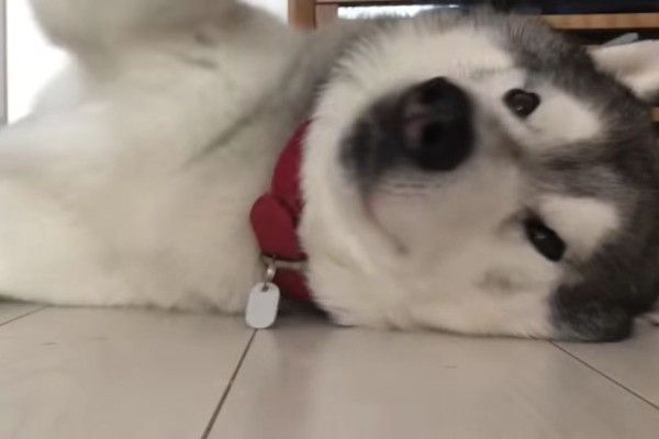 シベリアン・ハスキー