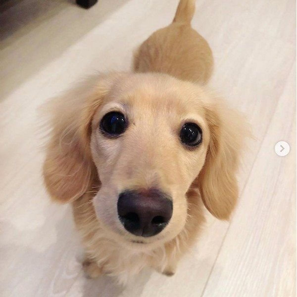 かわいい姿からは想像できない ぐっすり眠るワンコの顔が衝撃 いぬのきもちweb Magazine かわいい姿からは想像できない ぐっすり眠るワンコの顔が衝撃 いぬのきもちweb Magazine