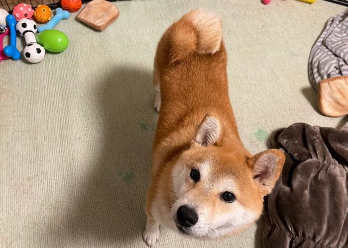 ホイップクリームみたいに渦を巻いているしっぽが可愛いリクくん