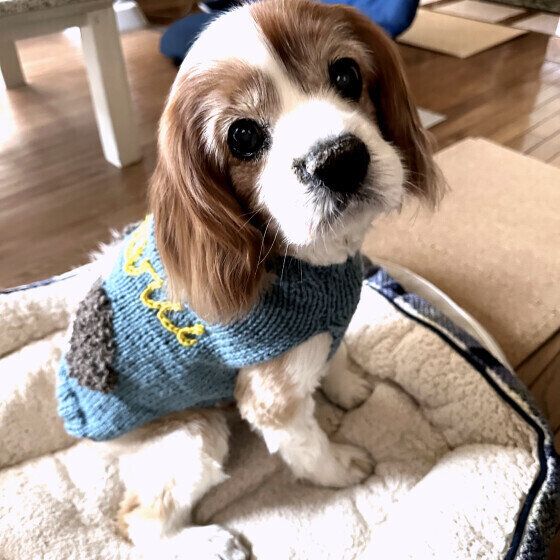 冬の散歩、犬の寒さ対策はいつからはじめる? 獣医師に聞いてみた いぬのきもち