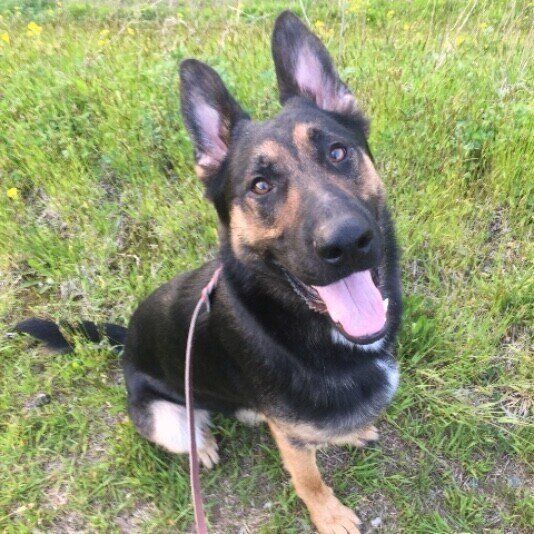 ジャーマン・シェパード・ドッグ