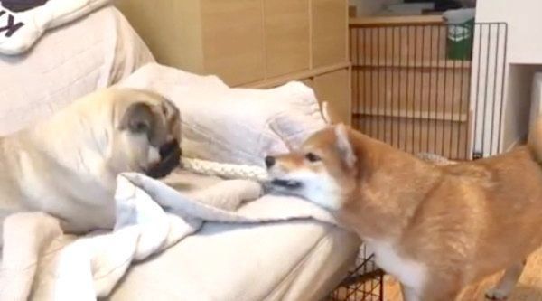 おもちゃを奪い合うパグと柴犬