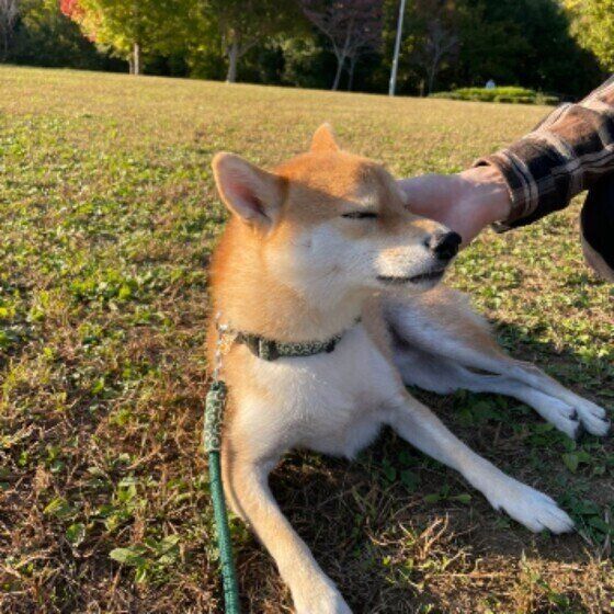 柴のこうちゃん