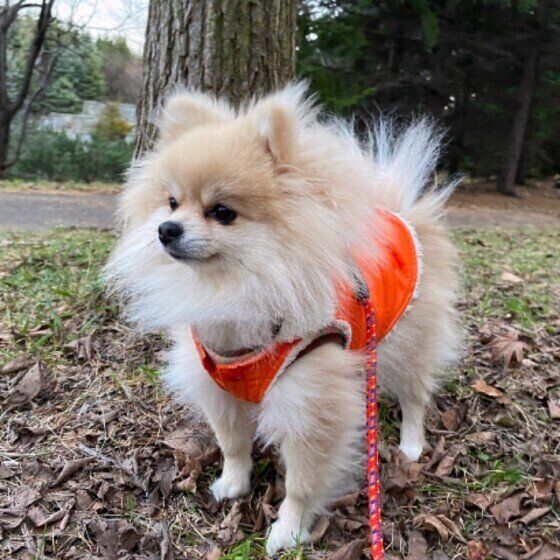 ポメラニアンのこむぎちゃんと洋服